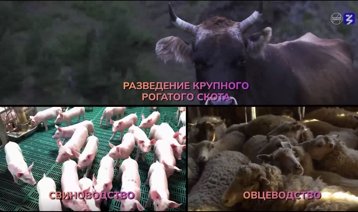 «Россия аграрная: животноводство, селекция и генетика».